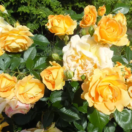 Kranichwiese Apartmán *