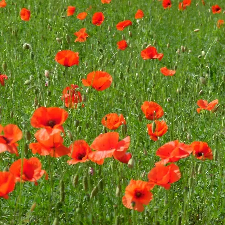 Apartmán Kranichwiese Göhren-Lebbin